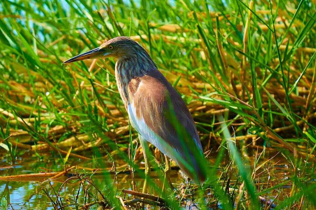 Squacco heron